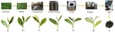 Widely targeted metabolomics analysis reveals the formation of nonvolatile flavor qualities during oolong tea manufacturing: a case study of Jinguanyin